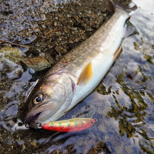 イワナの釣果