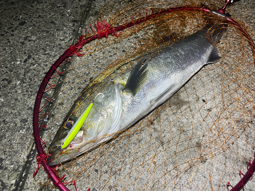 シーバスの釣果