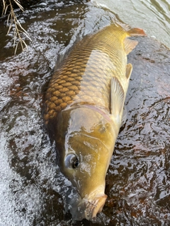 コイの釣果