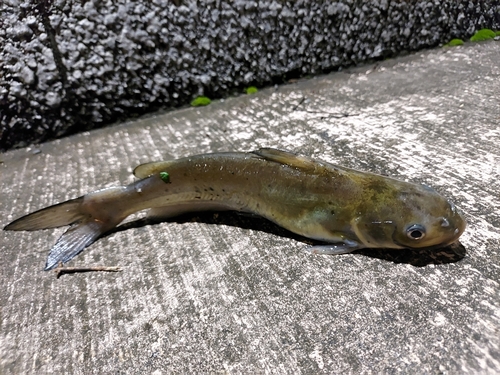 アメリカナマズの釣果