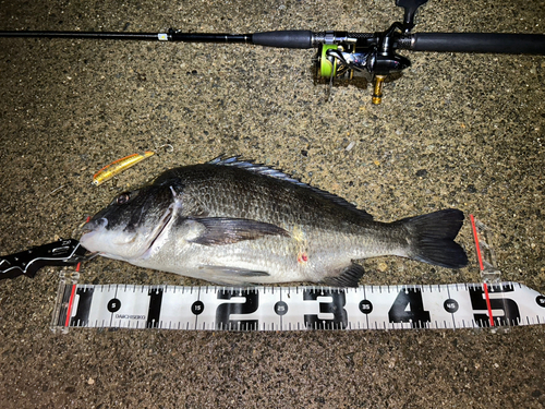 クロダイの釣果