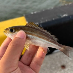 イサキの釣果