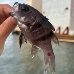 ヨコスジイシモチの釣果