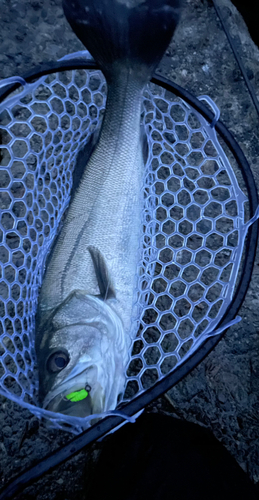 スズキの釣果