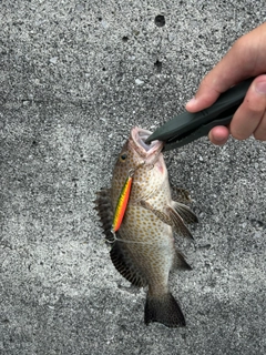 オオモンハタの釣果