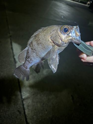 シロメバルの釣果