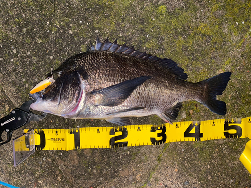 クロダイの釣果