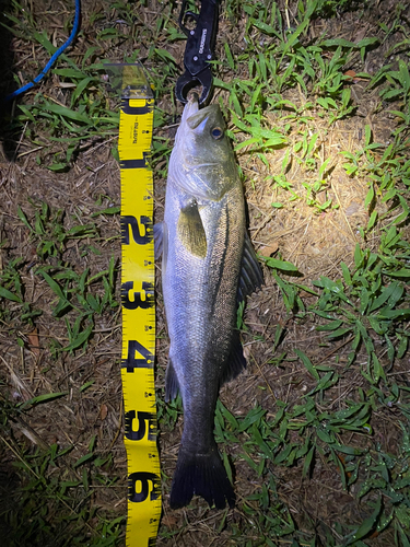 シーバスの釣果