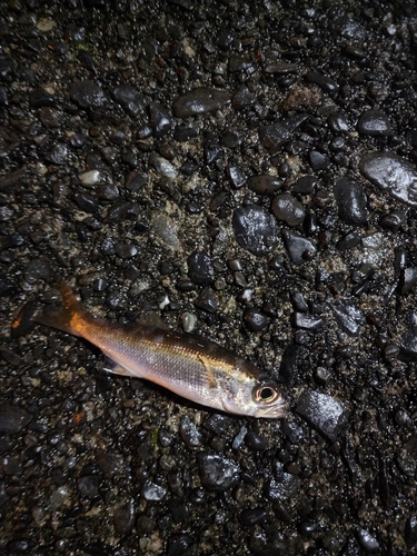 クロムツの釣果