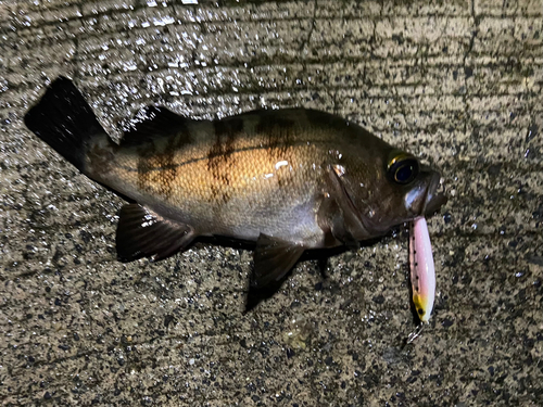 メバルの釣果