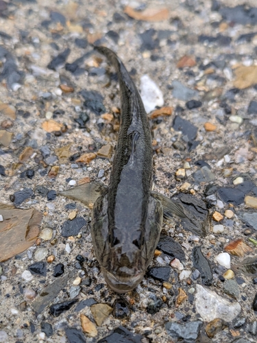 ハゼの釣果