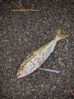 コノシロの釣果