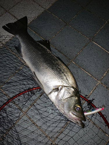 セイゴ（ヒラスズキ）の釣果