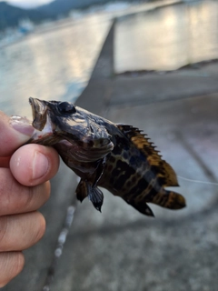 チャイロマルハタの釣果