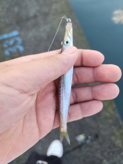 アカカマスの釣果