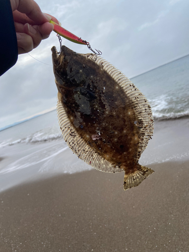 ソゲの釣果