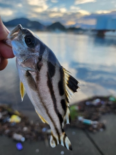 コトヒキの釣果