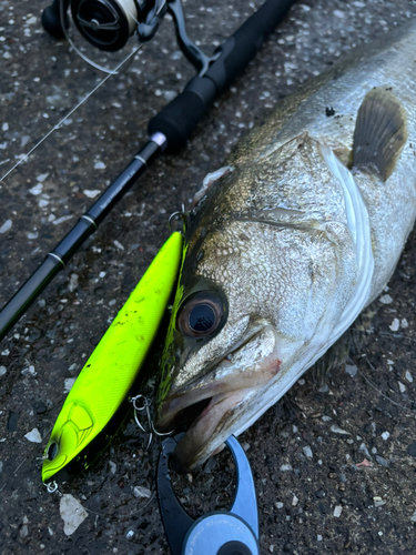 シーバスの釣果