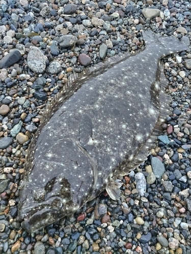 ヒラメの釣果