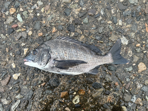 クロダイの釣果