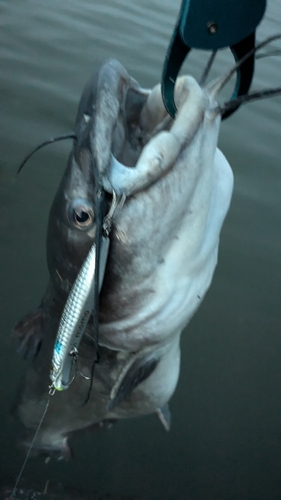 アメリカナマズの釣果