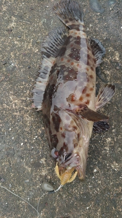 チャイロマルハタの釣果