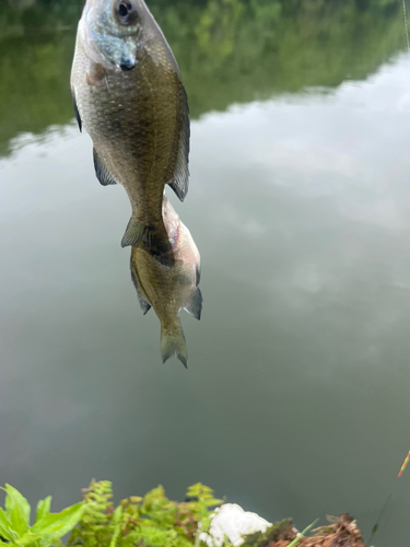 ブルーギルの釣果