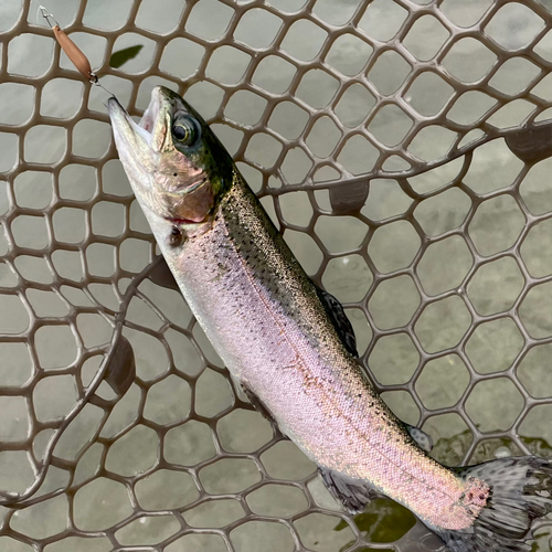 ニジマスの釣果