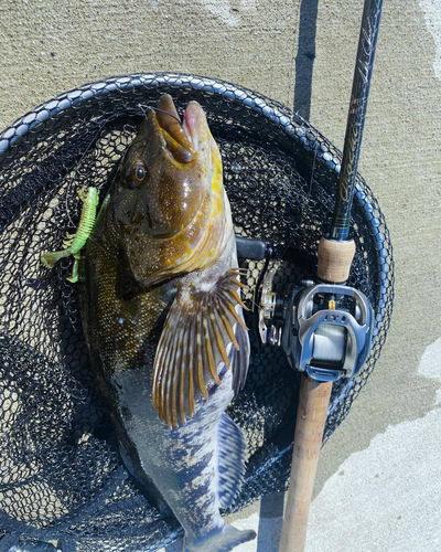 アイナメの釣果