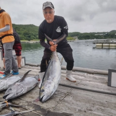 メバチマグロの釣果