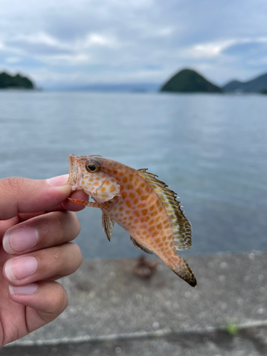 オオモンハタの釣果