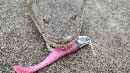 マゴチの釣果