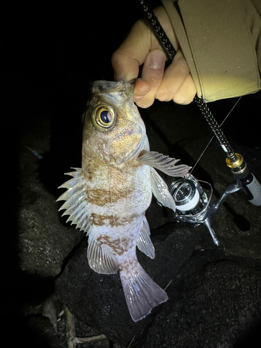 シロメバルの釣果