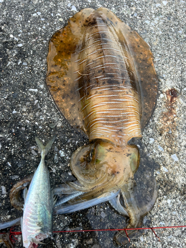 アオリイカの釣果