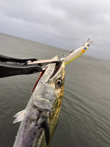 サゴシの釣果