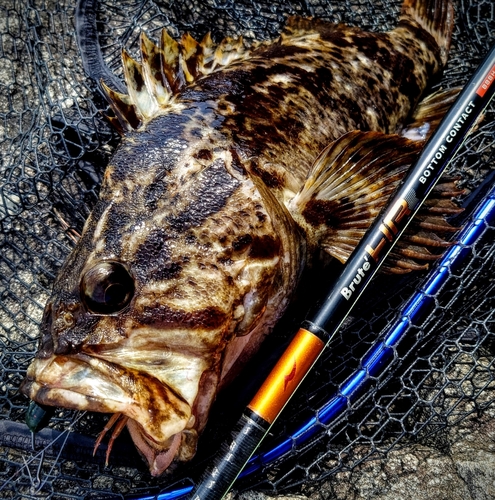 ベッコウゾイの釣果