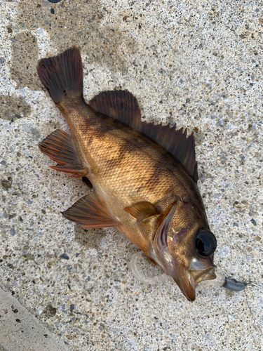 メバルの釣果