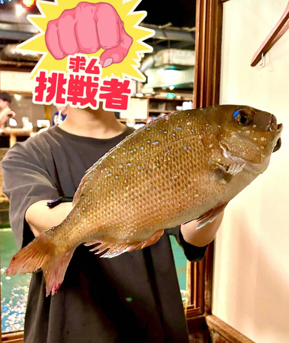 マダイの釣果