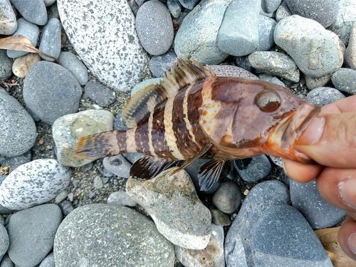 アオハタの釣果