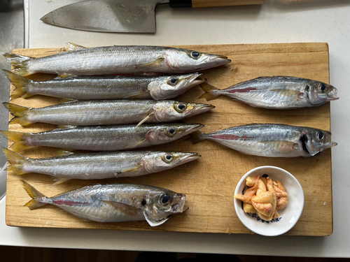 カマスの釣果