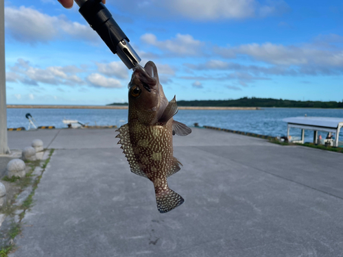 イシミーバイの釣果