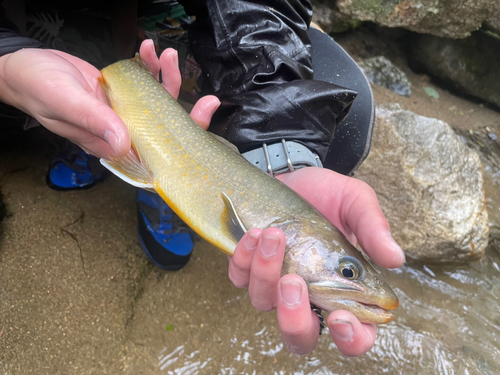 ニッコウイワナの釣果