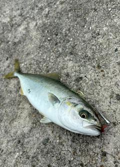 モジャコの釣果