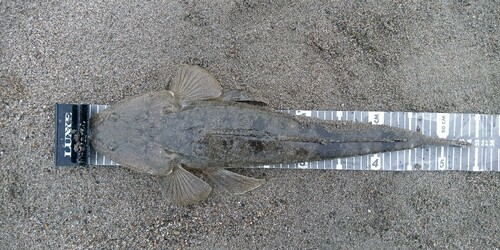 マゴチの釣果