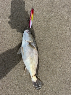 イシモチの釣果