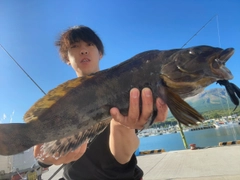 アイナメの釣果