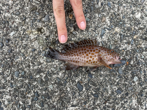 オオモンハタの釣果