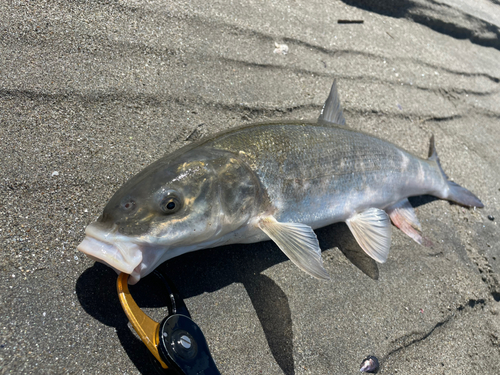 ウグイの釣果