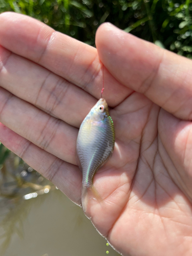 タイリクバラタナゴの釣果