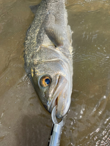 スズキの釣果